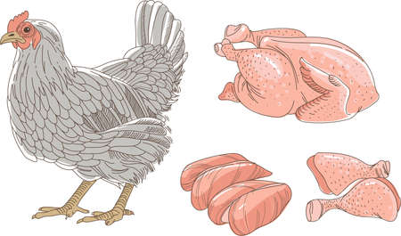 Hen chicken sketch. Fresh raw chicken and chicken parts isolated on white background. breast fillet legs. outline vector illustrationのイラスト素材