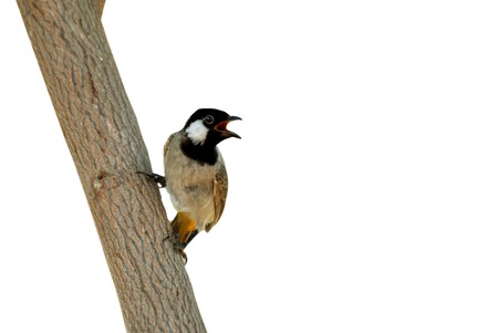 nightingale ( Luscinia megarhynchos) Bird With Tree Close Upの写真素材