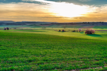 countryside landscape with cereal harvest and almond trees and the sun rising on the horizonの写真素材