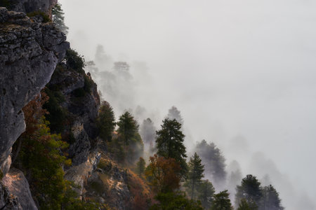 forest in the mountain covered by clouds and fog with a couple of vultures over the rocksの写真素材