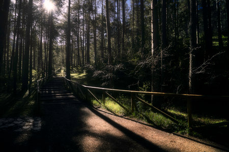 wooden runway in the middle of the forest with sunlight between the treesの写真素材