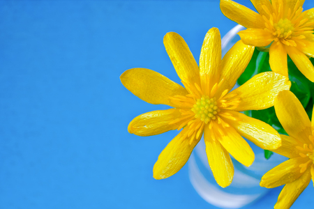 yellow Buttercup Flower close up on blue background, ready card, copy space for textの写真素材