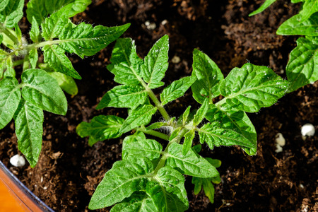 Green seedling of tomatoes growing out of soilの写真素材