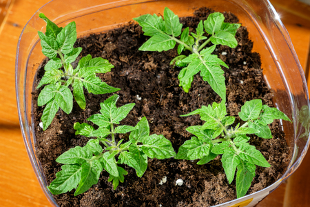 Green seedling of tomatoes growing out of soilの写真素材