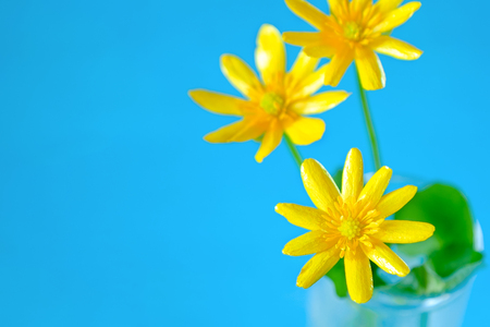 yellow Buttercup Flower close up on blue background, ready card, copy space for textの写真素材