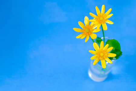 yellow Buttercup Flower close up on blue background, ready card, copy space for textの写真素材