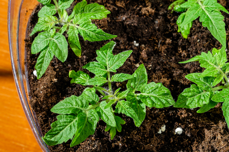 Green seedling of tomatoes growing out of soilの写真素材