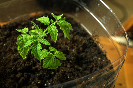 Green seedling of tomatoes growing out of soilの写真素材
