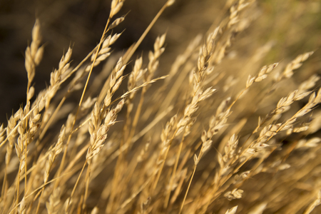Mature pastureの写真素材