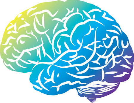 Colored brain, side view, simplified.のイラスト素材