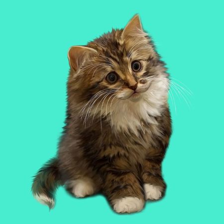 The catの写真素材