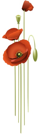 red poppiesのイラスト素材