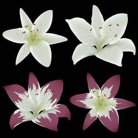 Lily flowers isolated on black backgroundのイラスト素材
