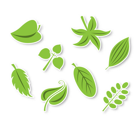 Isolated vector leaves collectionのイラスト素材