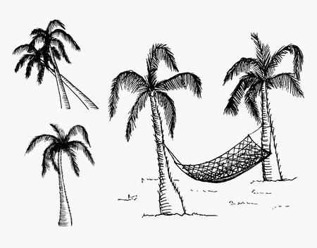 Hand drawn palm trees. Vector, editable image. Isolated objects.のイラスト素材