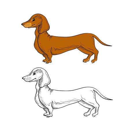 Two isolated dachshund dogs, graphical.のイラスト素材
