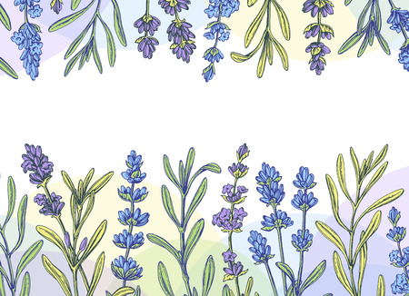 Hand drawn lavender banner, invitation cardのイラスト素材