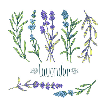 Color isolated lavender branches pack of hand drawn leaves and flowers of plant.のイラスト素材