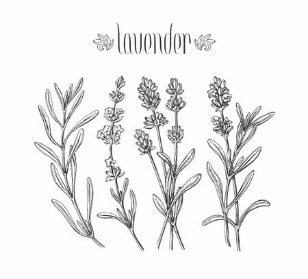 Black isolated lavender branches hand drawn leaves and flowers of plantのイラスト素材