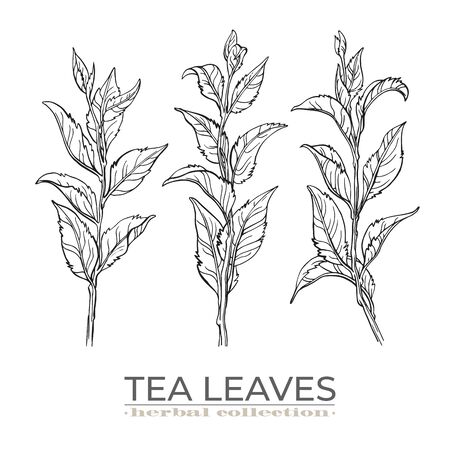 Vector tea leaves set, hand drawn by ink pen. のイラスト素材