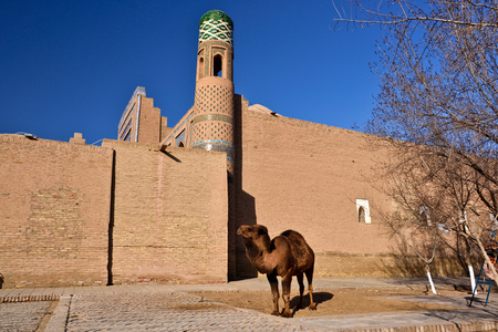 camelの写真素材