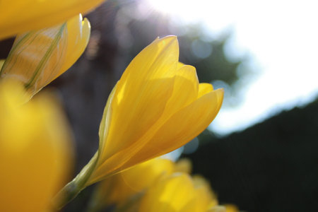 Yellow crocus flower in the garden. Shallow depth of field.の写真素材