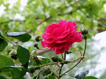 flower of the rose in the morningの写真素材