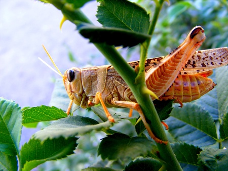 locust on branch of the rose