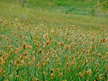 wild fieldの写真素材