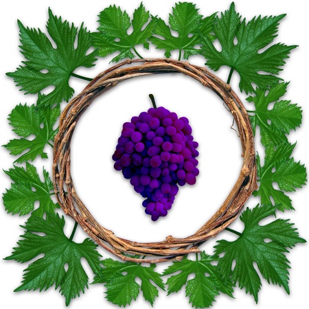 frame from grapevine with sheet on white backgroundの写真素材