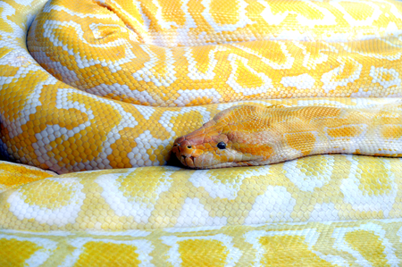 photography with scene of the python of the albino as background