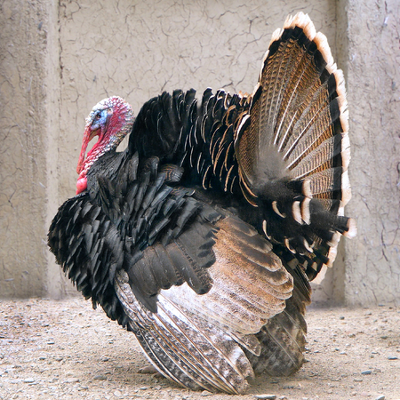 photography with scene of the fowl of the turkey