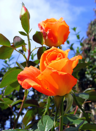 photography with scene of the orange roseの写真素材