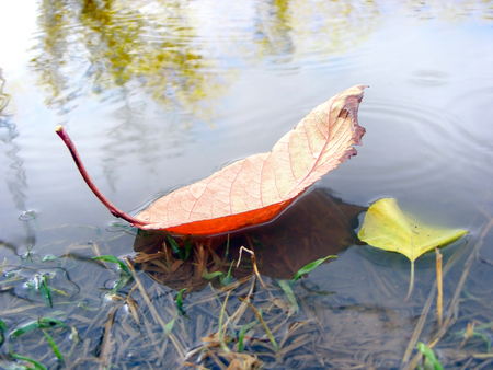 photography with scene of the dry sheet tree in stiletto of the boat on waterの写真素材