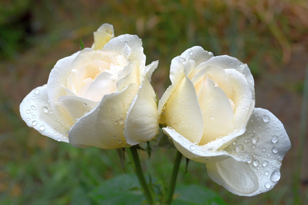 Photography with scene two white roses after rainの写真素材
