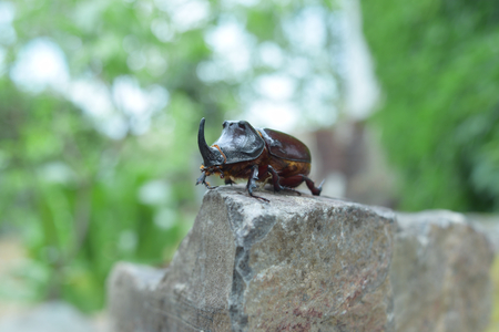 rhinoceros beetle closeup on a stoneの写真素材