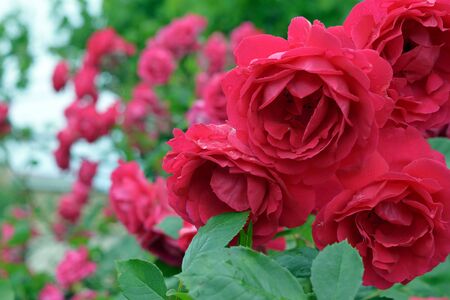 background with blooming red tea rose after rainの写真素材