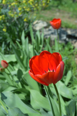 bud of a blooming spring red tulip close-upの写真素材