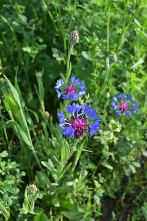 blooming summer blue cornflowerの写真素材