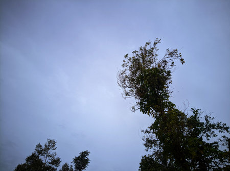 A tree reaches towards the soft blue sky, creating a peaceful scene.の写真素材