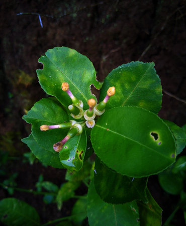 Close-up of delicate blossoms and leaves.の写真素材