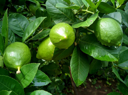 Unripe green lemons hanging on a branch, ready to ripen.の写真素材