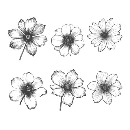 A delicate collection of six hand-drawn floral illustrations in a vintage botanical style.のイラスト素材