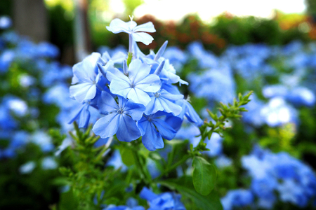 Beauty bloom in the parksの写真素材