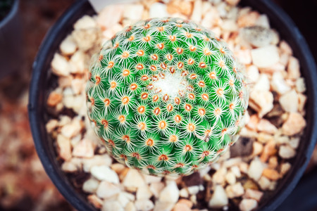 Cactus flowers in pot at cactus garden, Selective focus, cactus tree. Close-up cactusの写真素材
