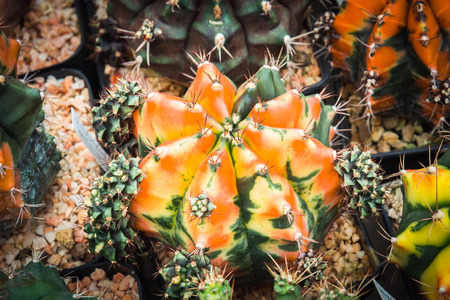 Gymnocalycium Multi color, cactus tree. Close-up cactus with selective focusの写真素材