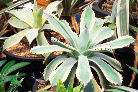 Agave potatorum Zucc. (variegated) cactus Garden of flower. Selective focus.の写真素材