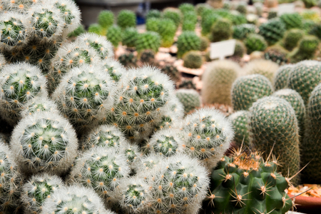 cactus Garden of flower. Selective focus.の写真素材