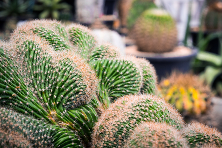 cactus in different pots, Outdoor Cactus Gardenの写真素材