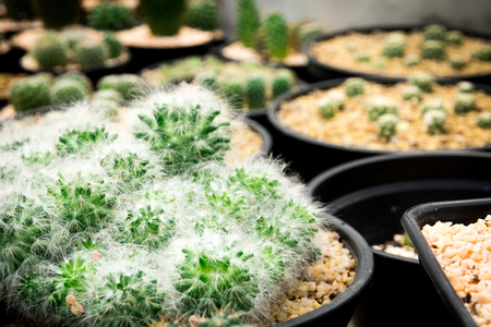 Cactus macro in pot at cactus garden with selective focusの写真素材